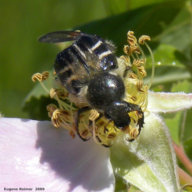 IMG 2009-Jul04 at pr240 near Assiniboine Diversion Spillway:&nbsp; Bee-mimic flower-beetle (Trichiotinus assimilis) on Prickly rose (Rosa acicularis) first flower
