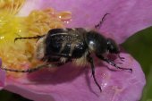 2009jul04 at pr240 near Assiniboine Diversion Spillway:  Trichiotinus assimilis=a flower beetle on Rose 2nd flower