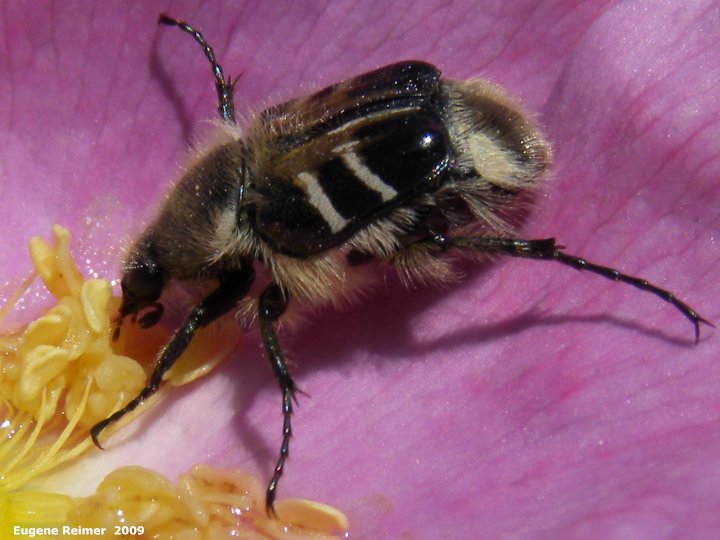 IMG 2009-Jul04 at pr240 near Assiniboine Diversion Spillway:  Bee-mimic flower-beetle (Trichiotinus assimilis) on Prickly rose (Rosa acicularis) 2nd flower