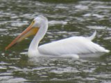 White pelican:
