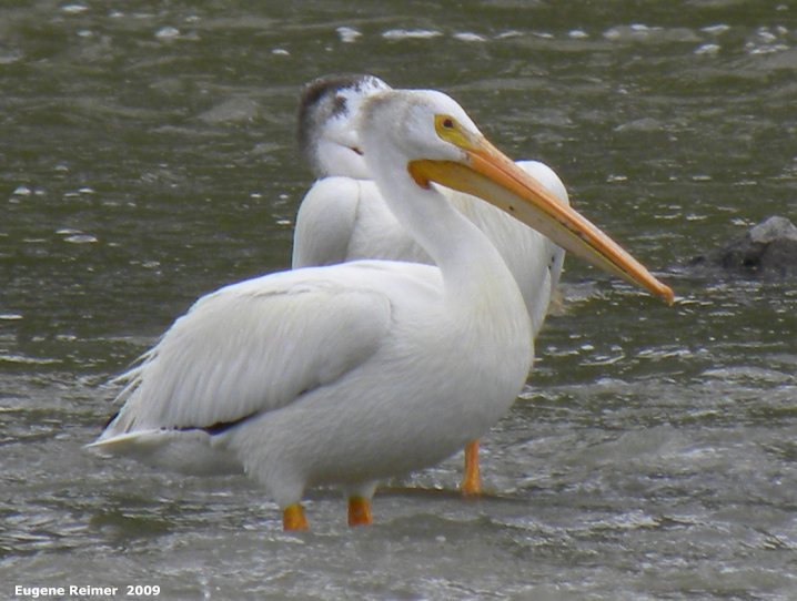 IMG 2009-Jul04 at Assiniboine Diversion Spillway Park:&nbsp; White pelican (Pelecanus erythrorhynchos)