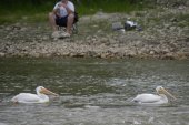 White pelican: with fisherman in background