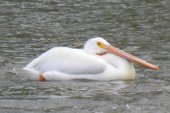 White pelican: the neckless one again