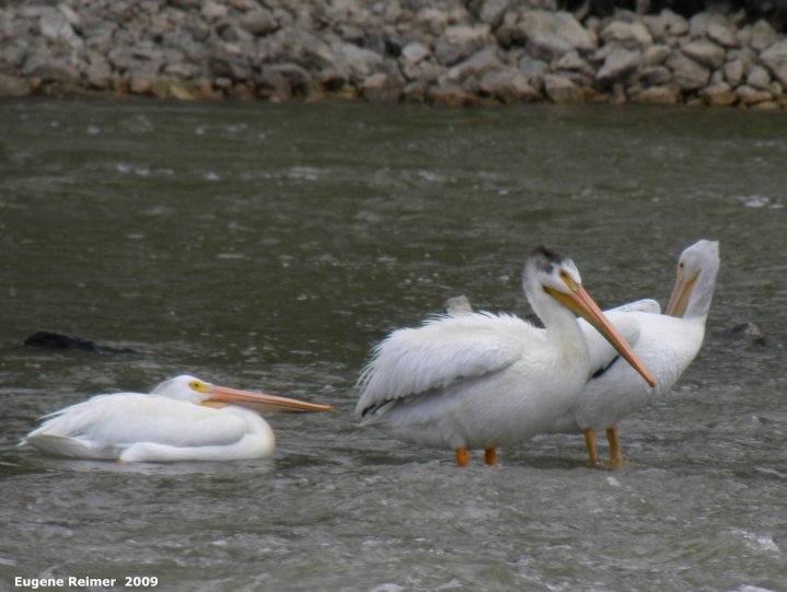 IMG 2009-Jul04 at Assiniboine Diversion Spillway Park:&nbsp; White pelican (Pelecanus erythrorhynchos)