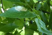 Hackberry: foliage and fruit