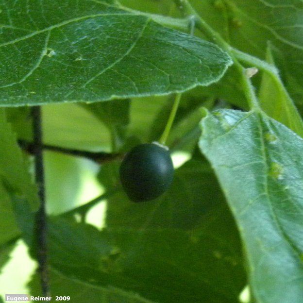 IMG 2009-Jul13 at BirdsHillPark:&nbsp; Hackberry (Celtis occidentalis) fruit and foliage
