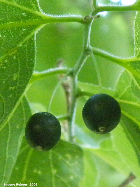 IMG 2009-Jul13 at BirdsHillPark:  Hackberry (Celtis occidentalis) fruit and foliage