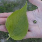 Hackberry: leaf and fruit opened