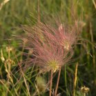 Three-flowered avens: Prairie-Smoke