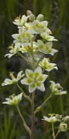 Smooth death-camas=Zigadenus elegans: flowers