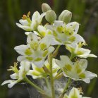 Smooth death-camas=Zigadenus elegans: flowers closer