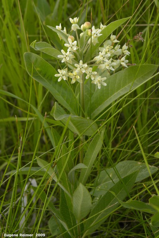 IMG 2009-Jul13 at pr206 S of BirdsHillPark:  Dwarf white milkweed (Asclepias ovalifolia) plant