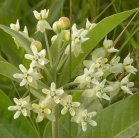 Dwarf white milkweed: flowers