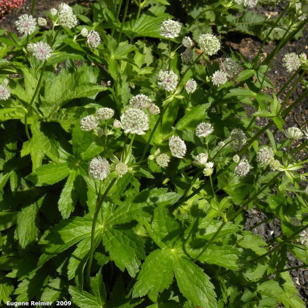 IMG 2009-Jul25 at MNS (Nature Manitoba) Garden-Tour:&nbsp; Great-masterwort (Astrantia major)