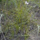 Skeletonweed=Lygodesmia juncea: plant with galls