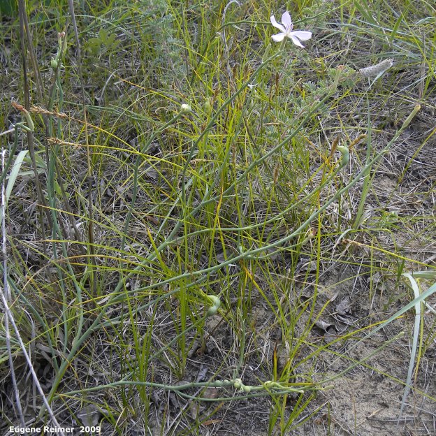 IMG 2009-Jul27 at Lauder Sandhills:  Skeletonweed (Lygodesmia juncea) plant with galls