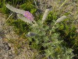 Silky prairie-clover=Dalea villosa: plant