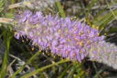 Silky prairie-clover=Dalea villosa: flower-spike closer