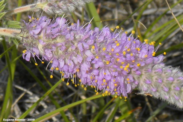 IMG 2009-Jul27 at Lauder Sandhills:  Silky prairie-clover (Dalea villosa) flower-spike closer