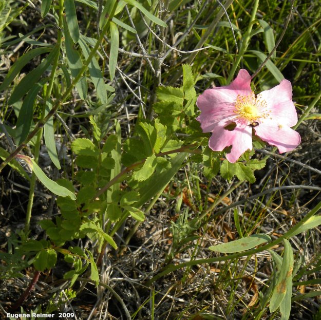 IMG 2009-Jul27 at Lauder Sandhills:  Smooth rose (Rosa blanda) plant