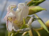 White evening-primrose=Oenothera nuttallii: flower and buds