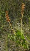 Richardson's alumroot=Heuchera richardsonii: plant with seedpods