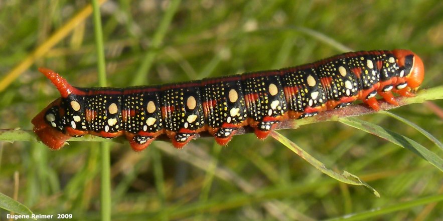 IMG 2009-Jul27 at Lauder Sandhills:  Spurge hawkmoth (Hyles euphorbiae) caterpillar closer