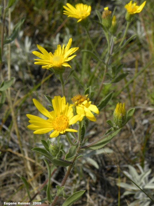 IMG 2009-Jul27 at Lauder Sandhills:&nbsp; Hairy yellow aster (Chrysopsis villosa) flowers