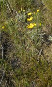 Hairy yellow aster=Chrysopsis villosa: plant