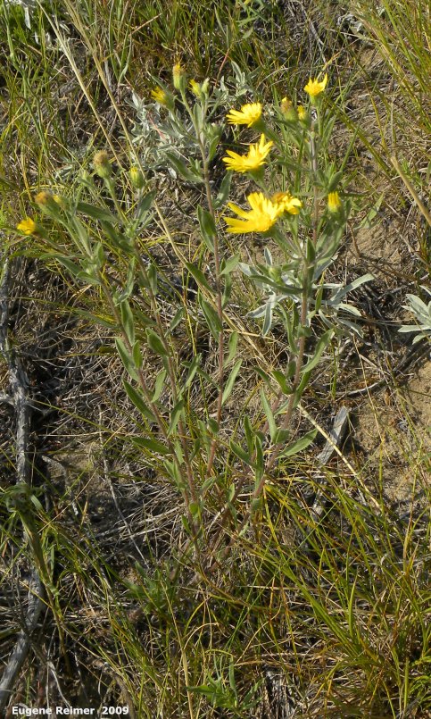 IMG 2009-Jul27 at Lauder Sandhills:  Hairy yellow aster (Chrysopsis villosa) plant