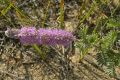 Silky prairie-clover=Dalea villosa: flower-spike