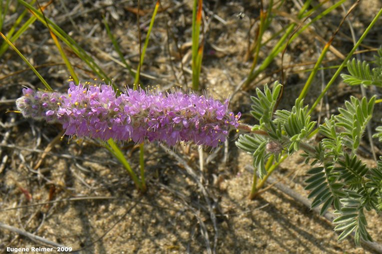 IMG 2009-Jul27 at Lauder Sandhills:&nbsp; Silky prairie-clover (Dalea villosa) flower-spike