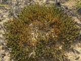 Moss=Tortula ruralis: this  moss stabilizes the dunes by forming a crust