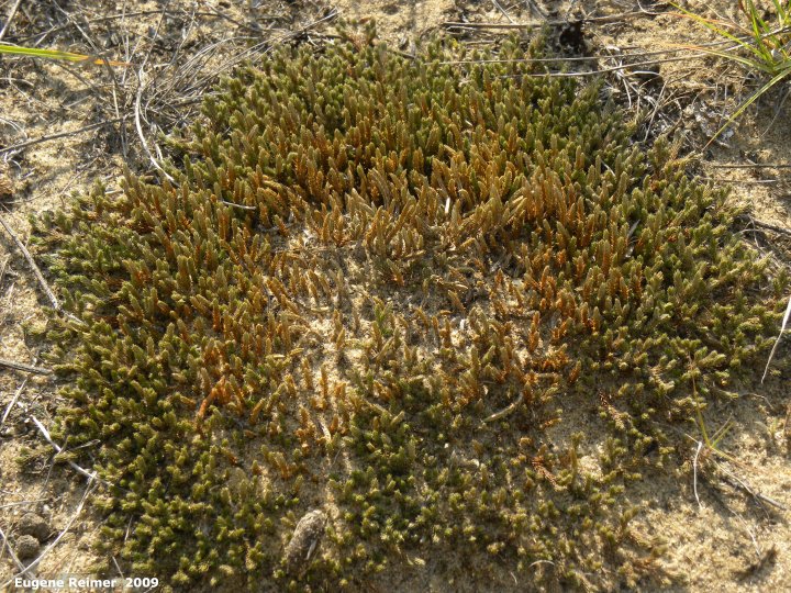 IMG 2009-Jul27 at Lauder Sandhills:  Unnamed tortula moss (Tortula ruralis) this moss stabilizes the dunes by forming a crust