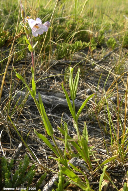IMG 2009-Jul27 at Lauder Sandhills:&nbsp; Lilac-flowered beardtongue (Penstemon gracilis) plant