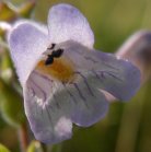 Lilac-flowered beardtongue=Penstemon gracilis: flower