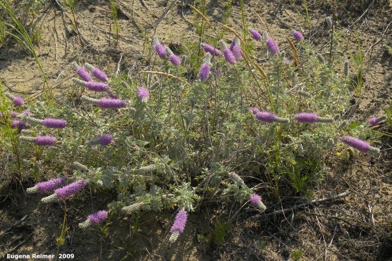 IMG 2009-Jul27 at Lauder Sandhills:  Silky prairie-clover (Dalea villosa) plant nicer example