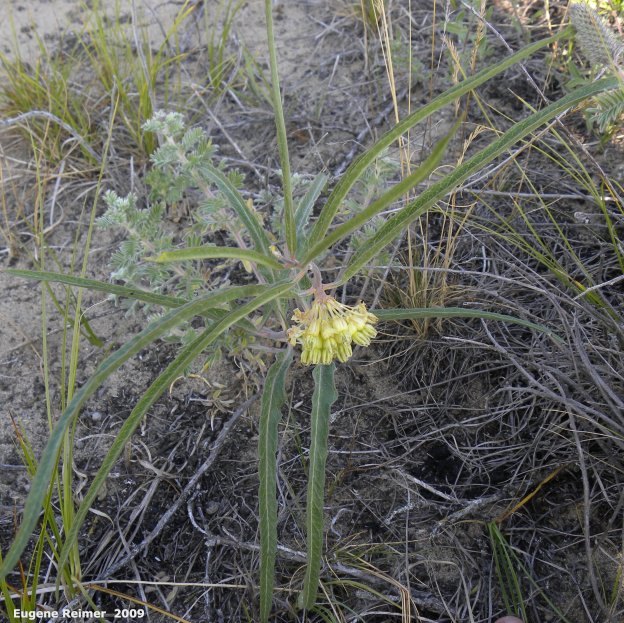 IMG 2009-Jul27 at Lauder Sandhills:  Green milkweed (Asclepias viridiflora) plant