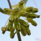 Green milkweed=Asclepias viridiflora: flowers
