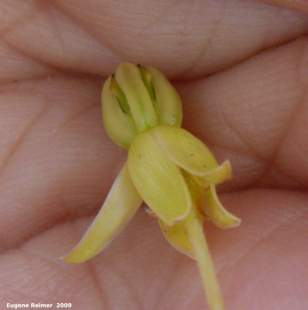 IMG 2009-Jul27 at Lauder Sandhills:  Green milkweed (Asclepias viridiflora) flower