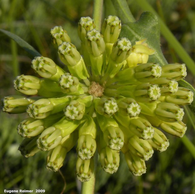 IMG 2009-Jul27 at Lauder Sandhills:  Green milkweed (Asclepias viridiflora) flowers