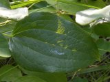 Carrion-flower=Smilax herbacea: leaf