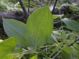 Carrion-flower=Smilax herbacea: leaf underside