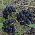 Wild sarsaparilla=Aralia nudicaulis: berries bad focus