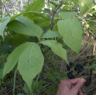 Wild sarsaparilla=Aralia nudicaulis: leaves and berries