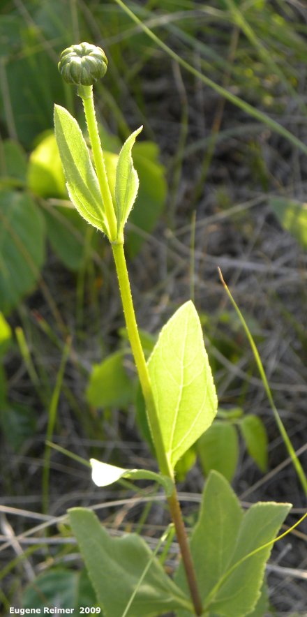 IMG 2009-Jul27 at Lauder Sandhills:&nbsp; Golden alexanders (Zizia aurea)? plant with bud? seed-capsule?