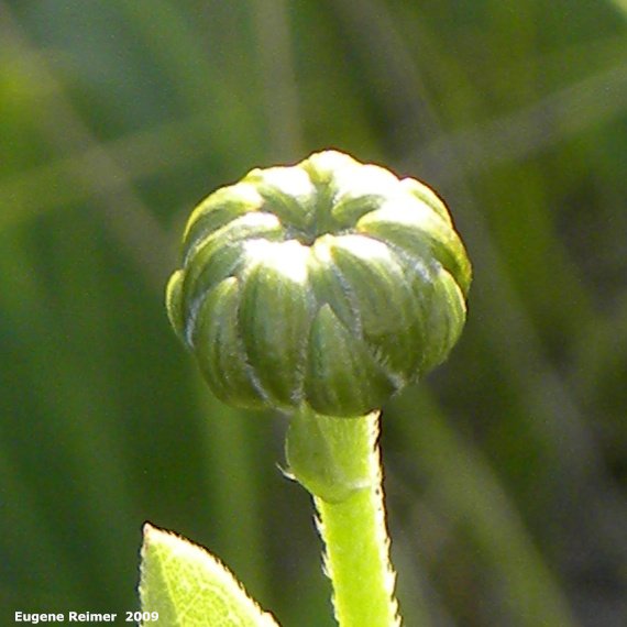 IMG 2009-Jul27 at Lauder Sandhills:&nbsp; Golden alexanders (Zizia aurea)? bud? seed-capsule? closer