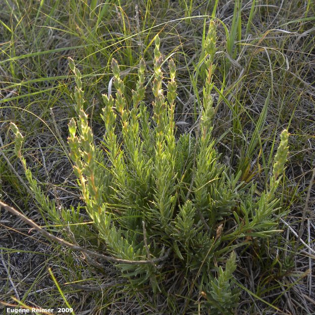 IMG 2009-Jul27 at Lauder Sandhills:&nbsp; unidentified plant with pink buds