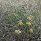 Green milkweed=Asclepias viridiflora: plant