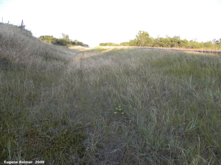 IMG 2009-Jul27 at Lauder Sandhills:&nbsp; habitat Green milkweed (Asclepias viridiflora) on road-allowance
